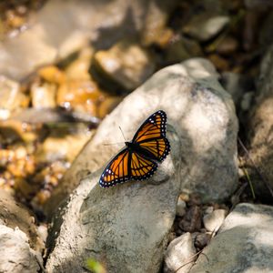 Preview wallpaper monarch, butterfly, stone, macro