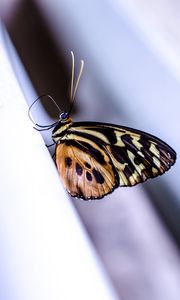 Preview wallpaper monarch, butterfly, surface, macro