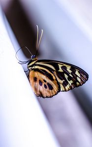 Preview wallpaper monarch, butterfly, surface, macro