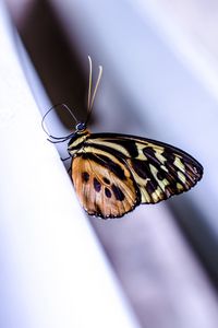 Preview wallpaper monarch, butterfly, surface, macro