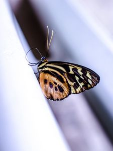 Preview wallpaper monarch, butterfly, surface, macro