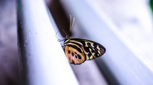 Preview wallpaper monarch, butterfly, surface, macro