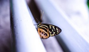 Preview wallpaper monarch, butterfly, surface, macro