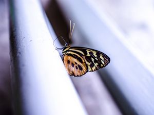 Preview wallpaper monarch, butterfly, surface, macro