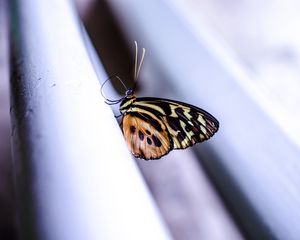 Preview wallpaper monarch, butterfly, surface, macro