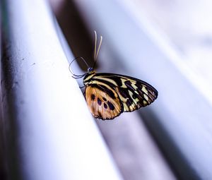 Preview wallpaper monarch, butterfly, surface, macro