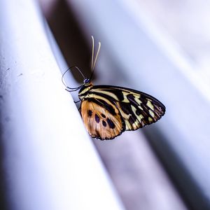 Preview wallpaper monarch, butterfly, surface, macro