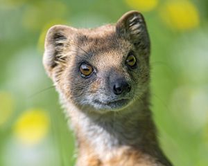 Preview wallpaper mongoose, animal, brown, wildlife