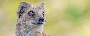 Preview wallpaper mongoose, glance, funny, animal