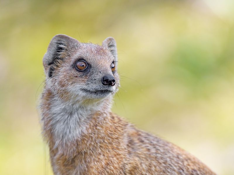 Pygmy Mongoose Stock Photos - Free & Royalty-Free Stock Photos from  Dreamstime