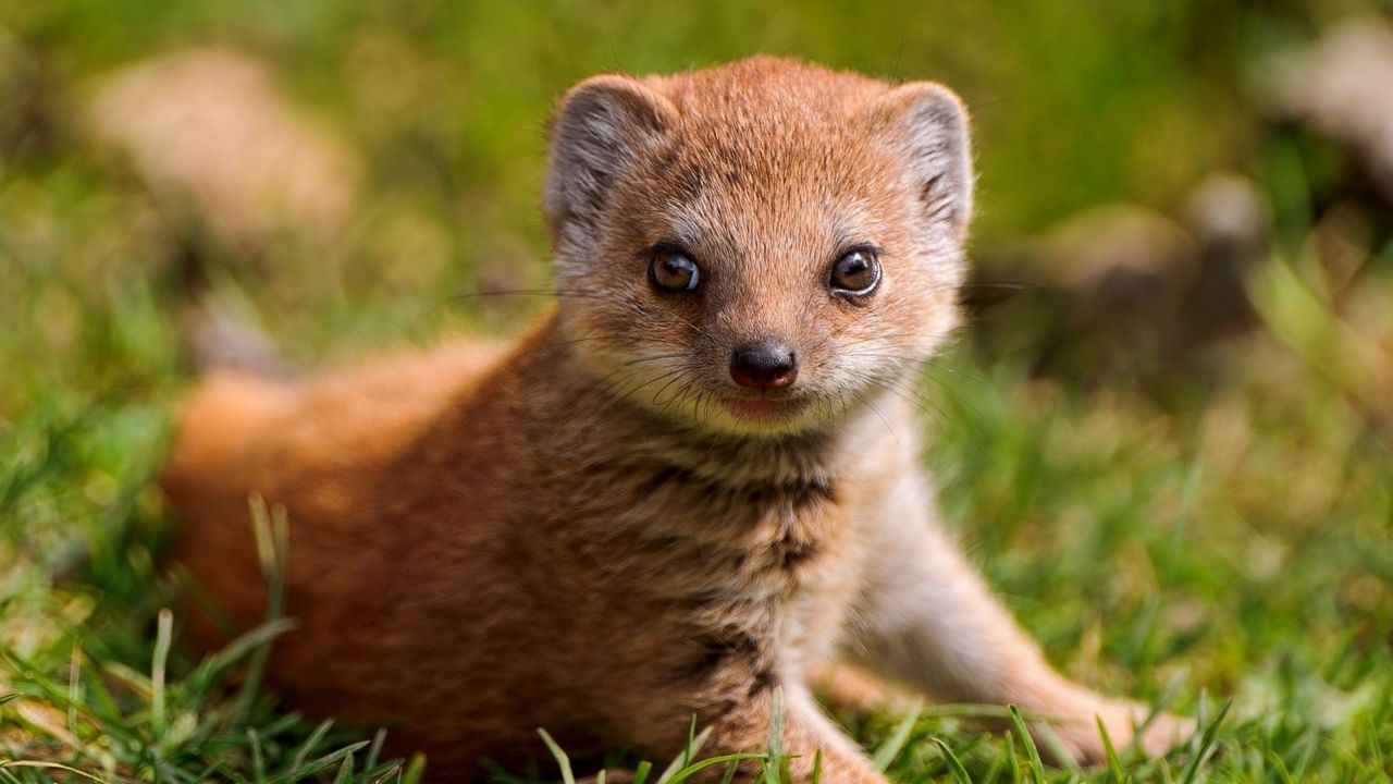 Wallpaper mongoose, grass, predator, look