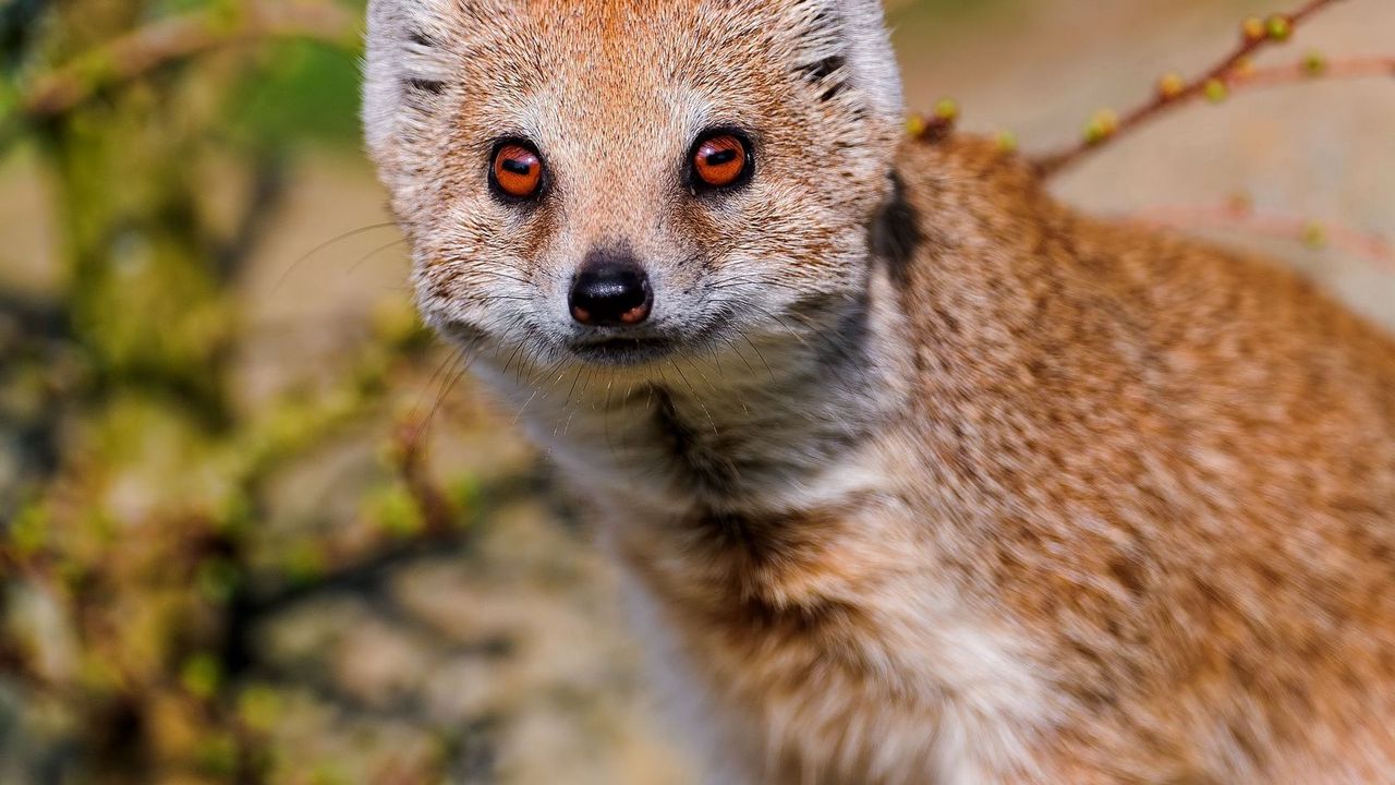 Wallpaper mongoose, look, face, animal