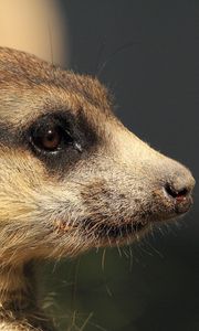 Preview wallpaper mongoose, meerkat, muzzle