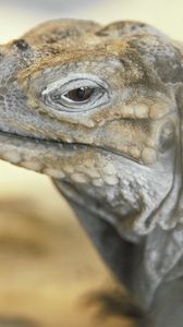 Preview wallpaper monitor lizard, lizard, eyes