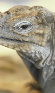 Preview wallpaper monitor lizard, lizard, eyes