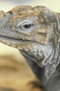 Preview wallpaper monitor lizard, lizard, eyes