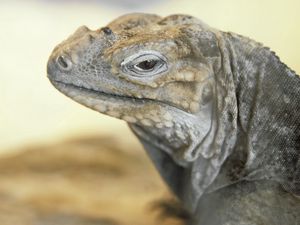 Preview wallpaper monitor lizard, lizard, eyes