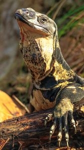 Preview wallpaper monitor lizard, lizard, reptile, wildlife