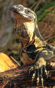 Preview wallpaper monitor lizard, lizard, reptile, wildlife