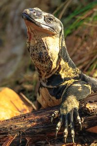 Preview wallpaper monitor lizard, lizard, reptile, wildlife