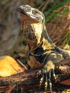 Preview wallpaper monitor lizard, lizard, reptile, wildlife