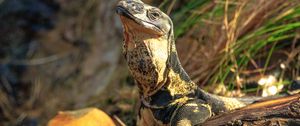 Preview wallpaper monitor lizard, lizard, reptile, wildlife