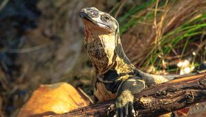 Preview wallpaper monitor lizard, lizard, reptile, wildlife