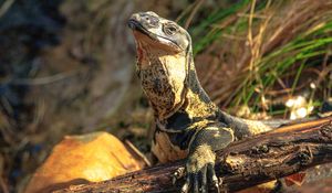 Preview wallpaper monitor lizard, lizard, reptile, wildlife