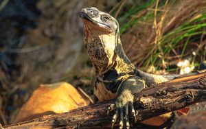 Preview wallpaper monitor lizard, lizard, reptile, wildlife