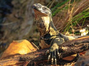 Preview wallpaper monitor lizard, lizard, reptile, wildlife