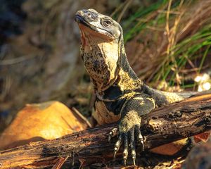 Preview wallpaper monitor lizard, lizard, reptile, wildlife