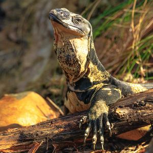 Preview wallpaper monitor lizard, lizard, reptile, wildlife