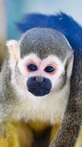 Preview wallpaper monkey, animal, cute, funny, glance
