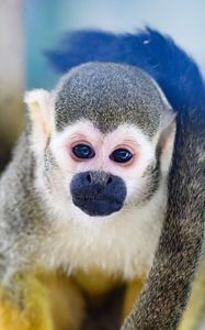 Preview wallpaper monkey, animal, cute, funny, glance