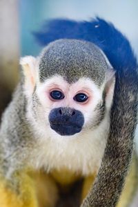 Preview wallpaper monkey, animal, cute, funny, glance