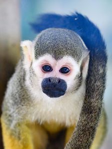 Preview wallpaper monkey, animal, cute, funny, glance