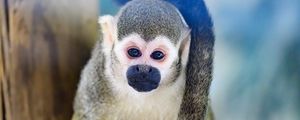Preview wallpaper monkey, animal, cute, funny, glance