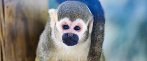 Preview wallpaper monkey, animal, cute, funny, glance