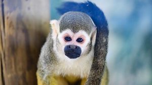 Preview wallpaper monkey, animal, cute, funny, glance