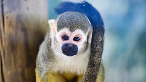 Preview wallpaper monkey, animal, cute, funny, glance