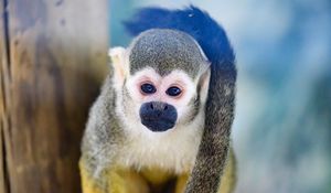 Preview wallpaper monkey, animal, cute, funny, glance