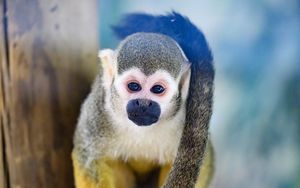 Preview wallpaper monkey, animal, cute, funny, glance