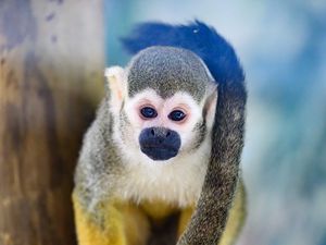 Preview wallpaper monkey, animal, cute, funny, glance