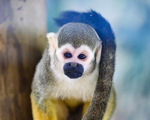 Preview wallpaper monkey, animal, cute, funny, glance