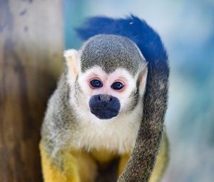 Preview wallpaper monkey, animal, cute, funny, glance