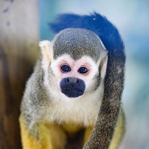 Preview wallpaper monkey, animal, cute, funny, glance