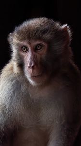 Preview wallpaper monkey, animal, eyes, fur