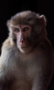 Preview wallpaper monkey, animal, eyes, fur