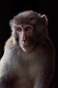Preview wallpaper monkey, animal, eyes, fur