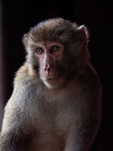 Preview wallpaper monkey, animal, eyes, fur